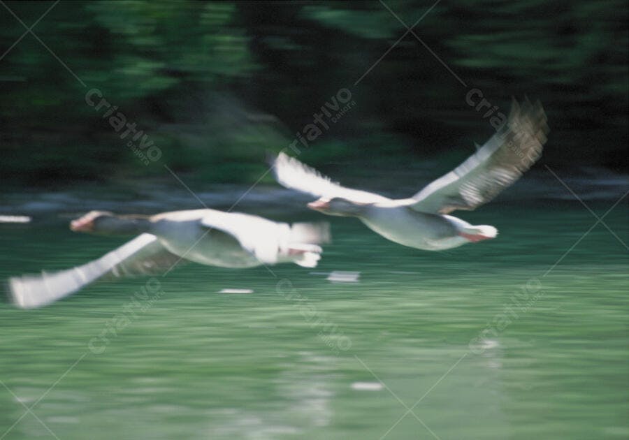 Gansos voando sobre rio verde