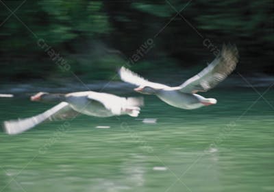 Animais da Fazenda (12)