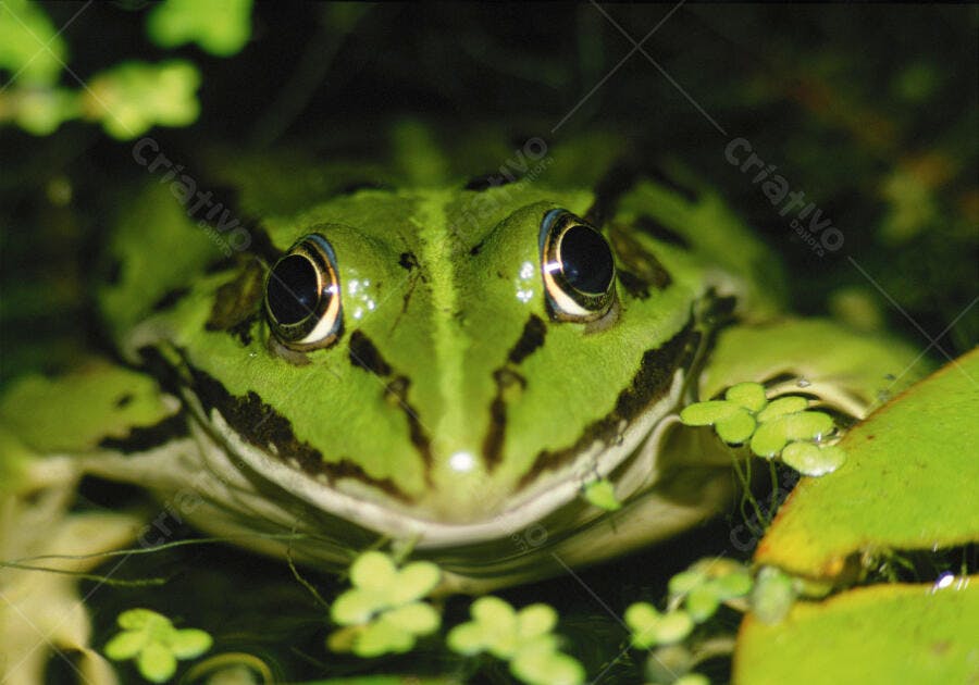 Sapo verde em ambiente aquático
