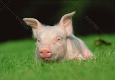 Animais da Fazenda (19)