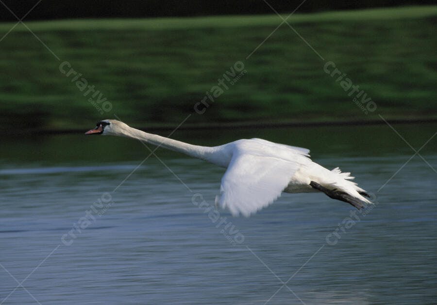 Cisne branco em voo sobre lago
