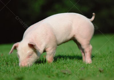 Animais da Fazenda (18)