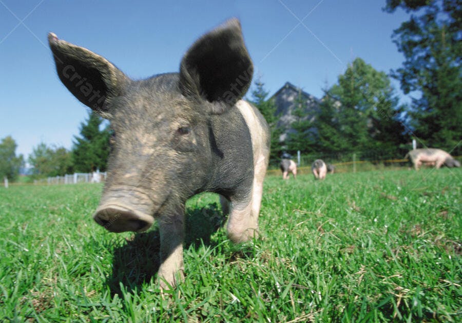 Porco caminhando em pasto verde