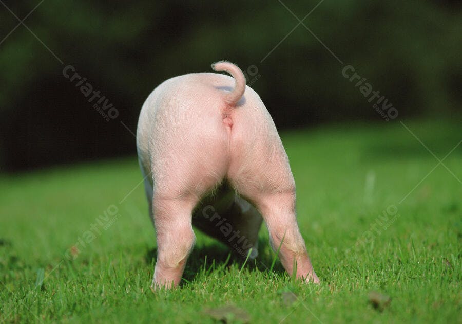 Porquinho rosa em pasto verde
