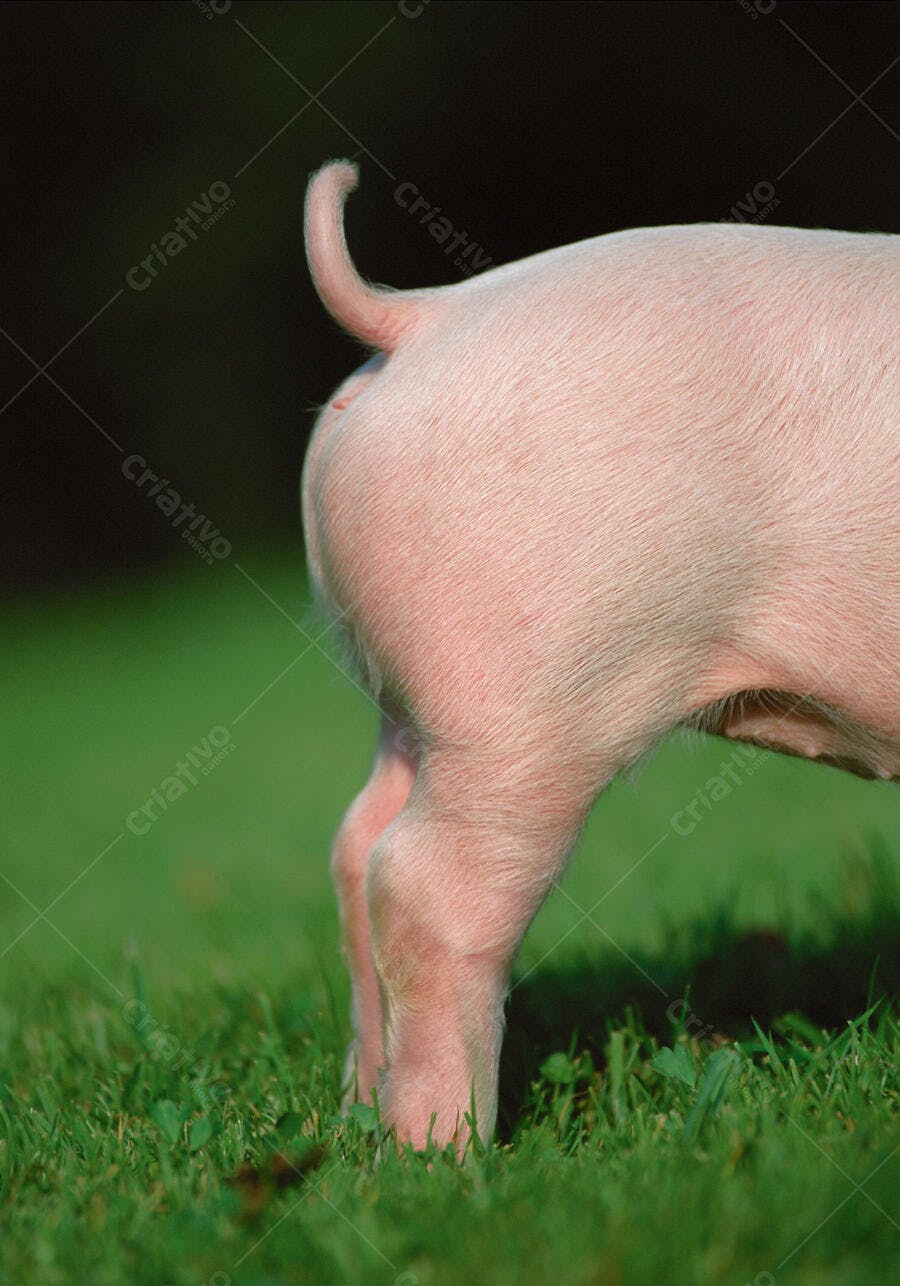 Porquinho rosa em pasto verde