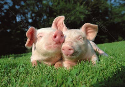 Animais da Fazenda (21)
