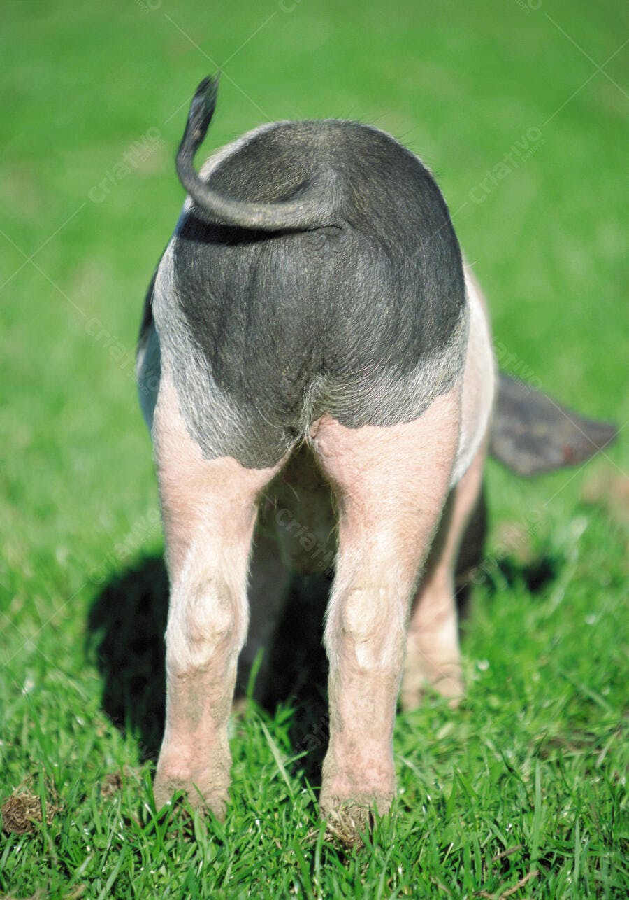 Porco em pasto verde