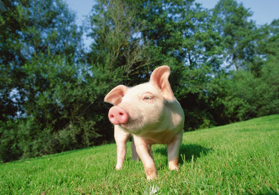 Porquinho rosa em pasto verde