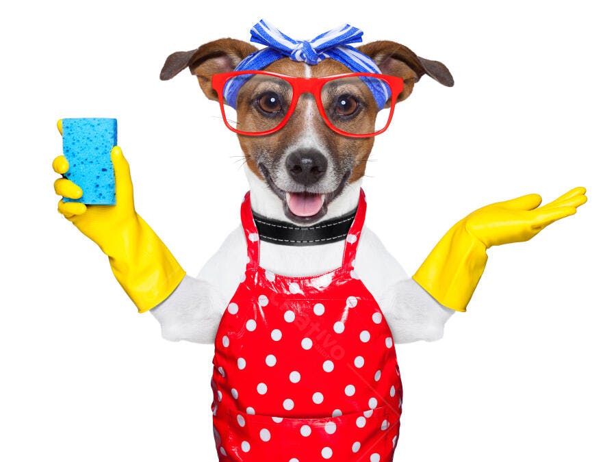 Cachorro faxineiro com esponja e luvas