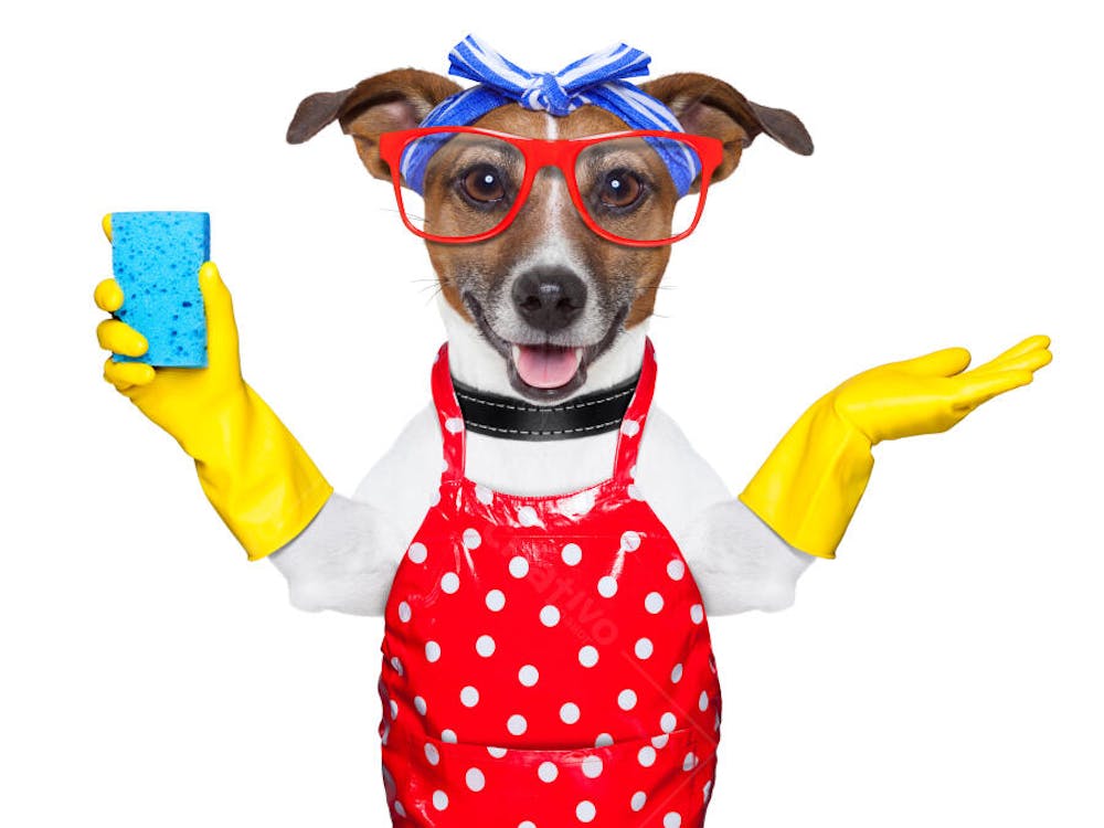 Cães Divertidos (30)