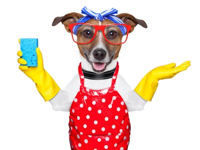 Cães Divertidos (30)