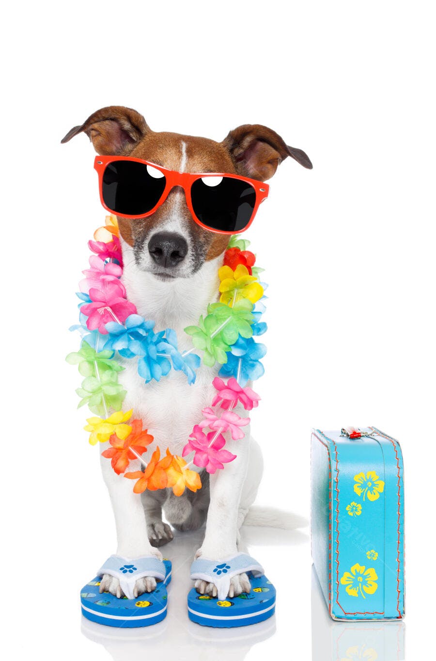 Cachorro de férias com óculos e mala