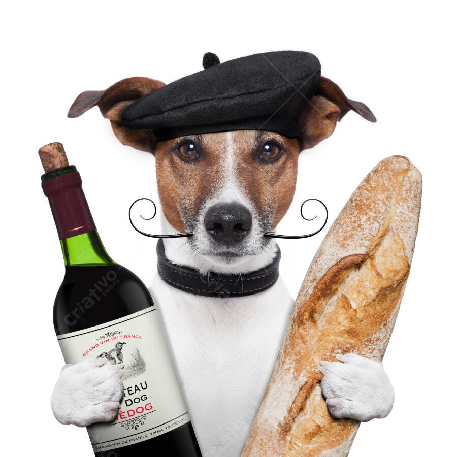 Cachorro com boina francesa vinho e baguette