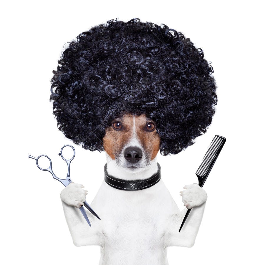 Cachorro cabeleireiro com tesoura e pente