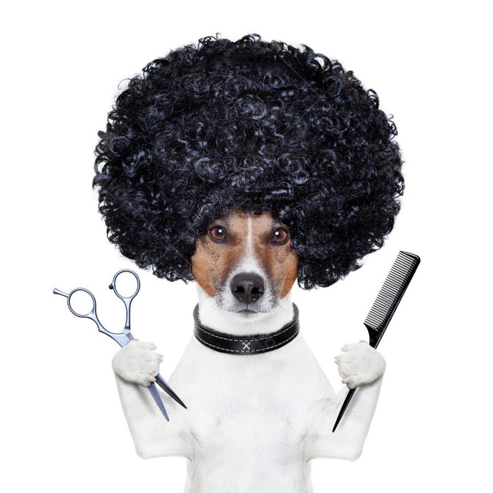 Cães Divertidos (35)