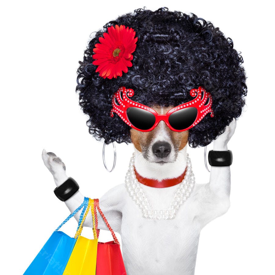 Cachorro fashionista com compras