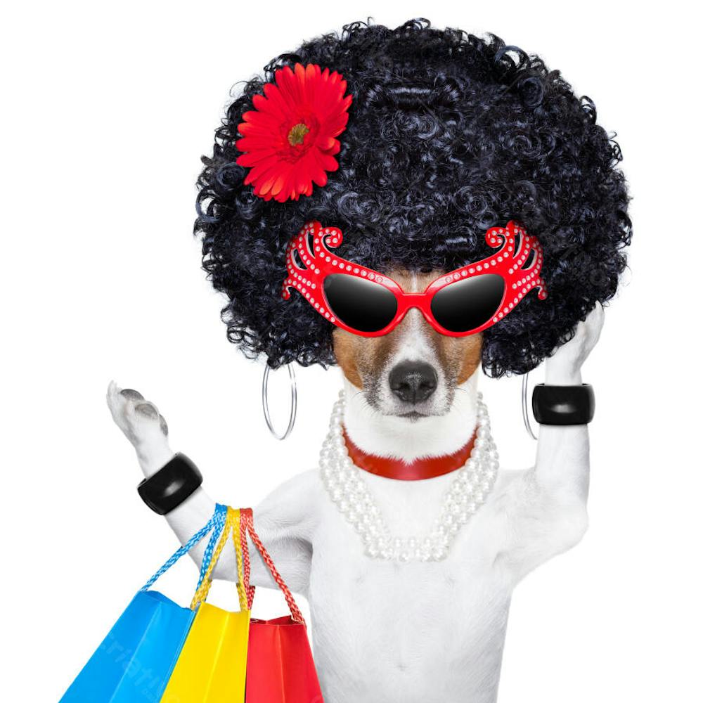 Cães Divertidos (32)