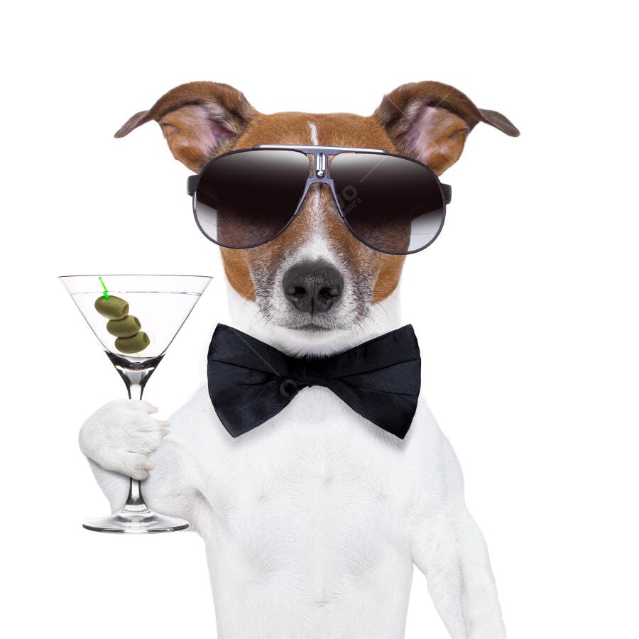 Cachorro elegante com martini