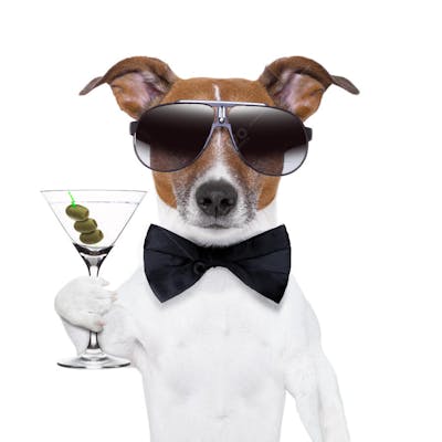 Cães Divertidos (36)