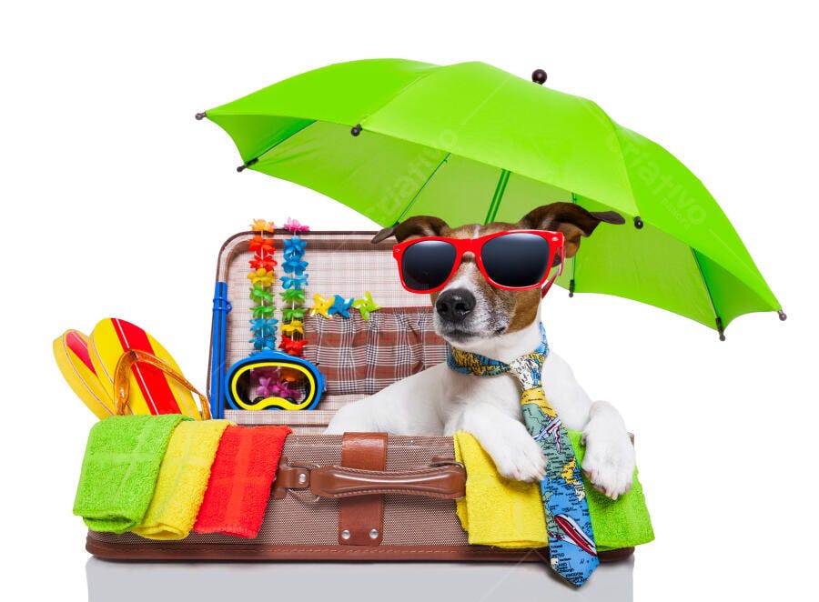 Cachorro estiloso em mala de viagem
