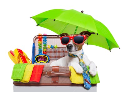 Cães Divertidos (37)
