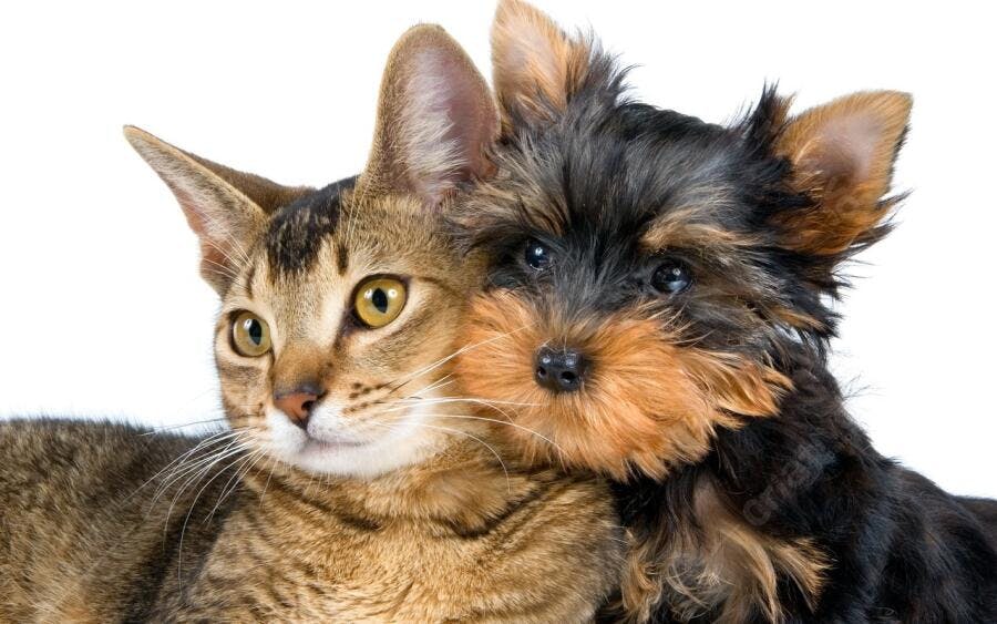 Gato e Yorkshire juntos fundo branco