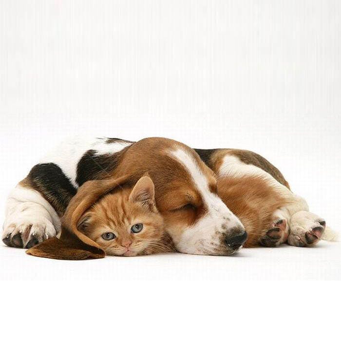 Basset Hound e Gatinho Dormindo Juntos