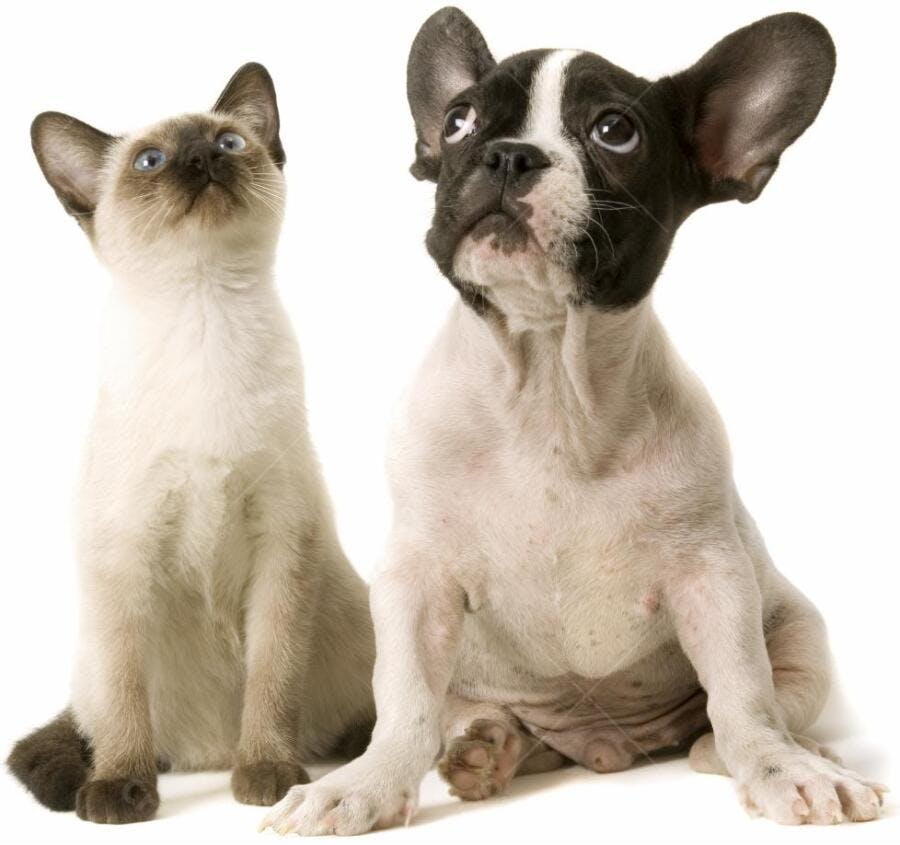 Gatinho Siamês e Filhote Bulldog Francês