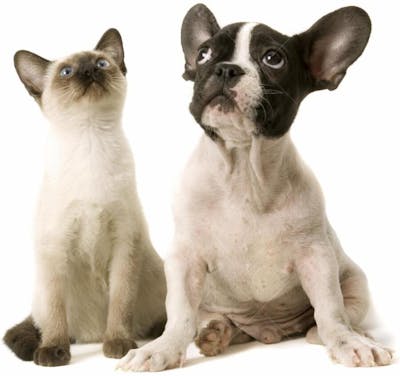 Cães e gatos (42)
