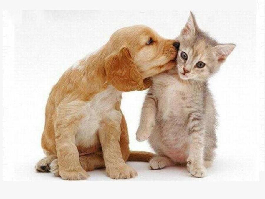 Cachorro e gatinho brincando fundo branco