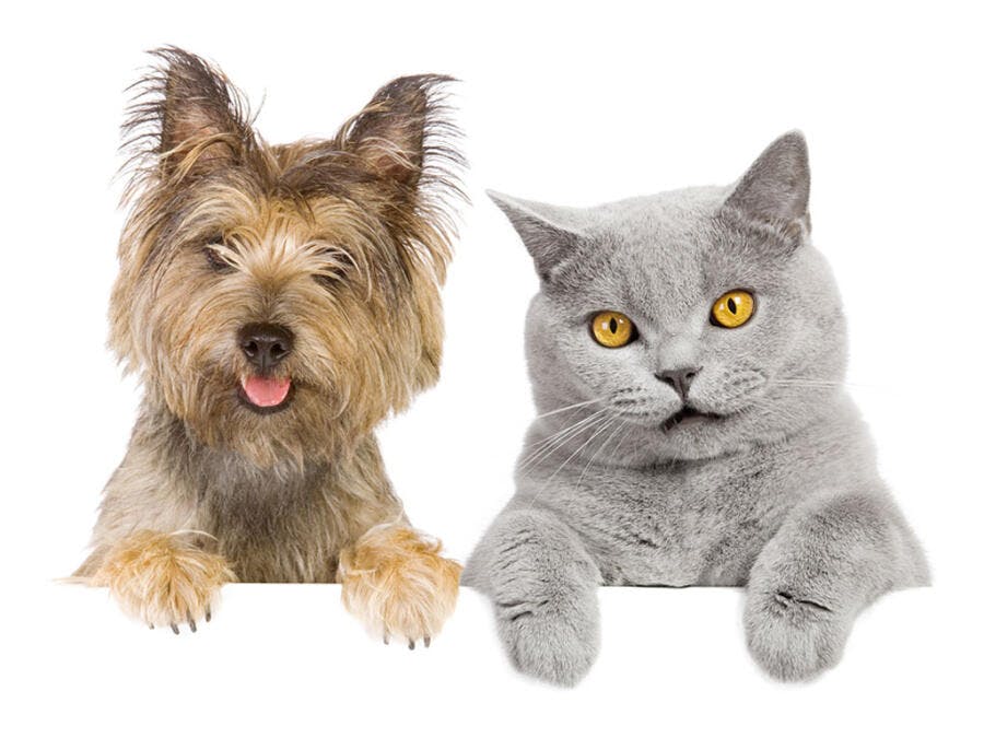 Cachorro e Gato em fundo branco