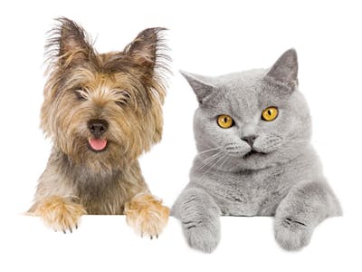 Cães e gatos (43)