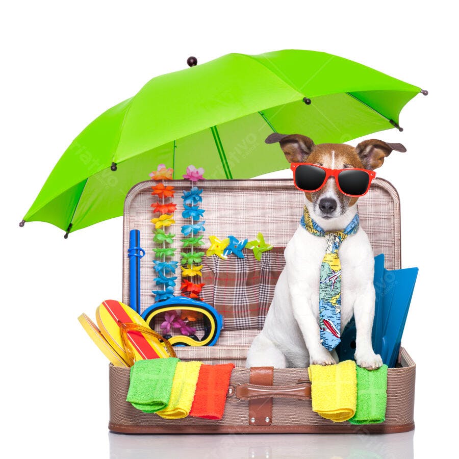 Cachorro estiloso pronto para viagem de verão
