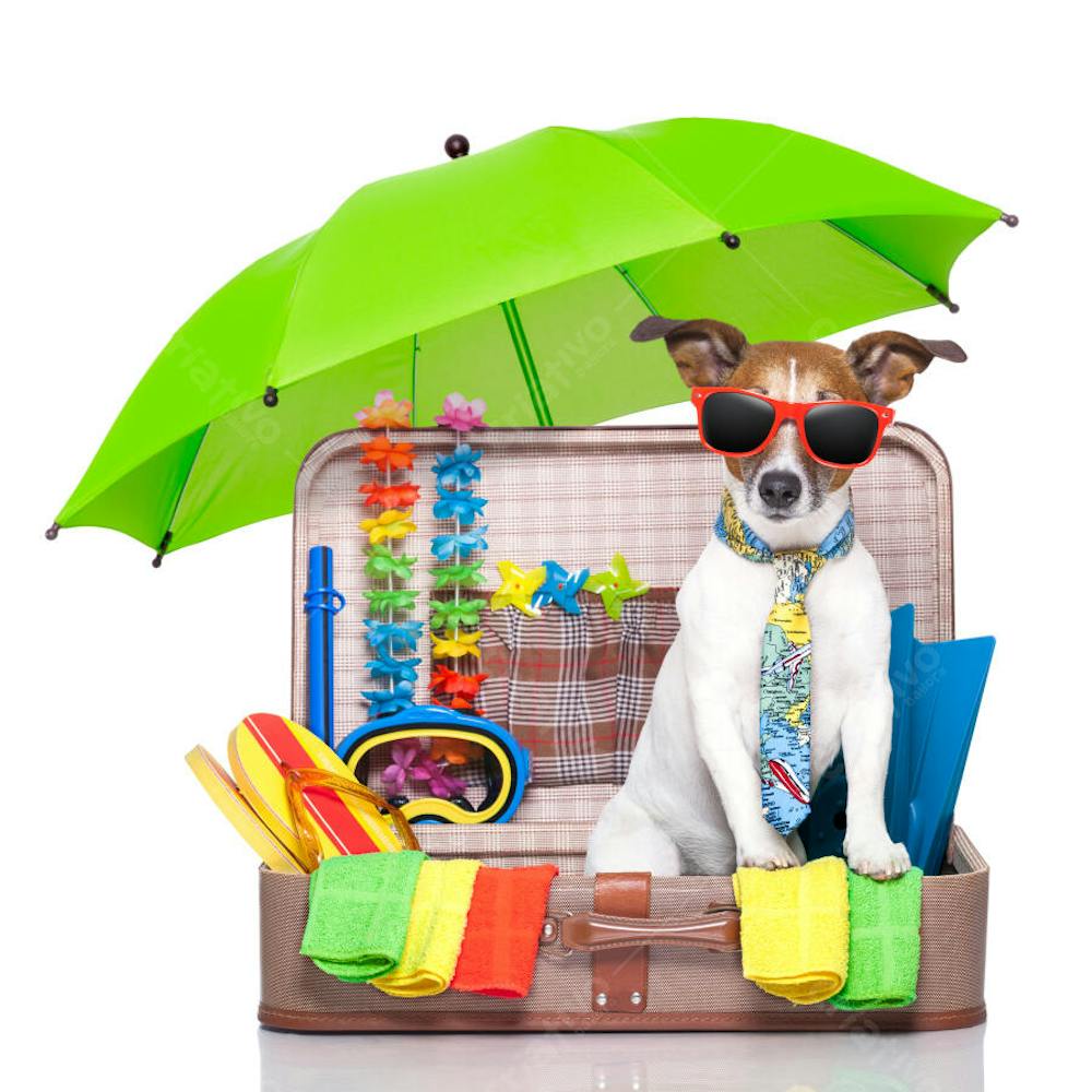 Cães Divertidos (39)