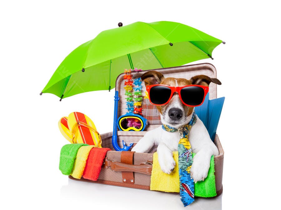 Cachorro Jack Russell em mala de viagem