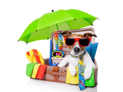 Cães Divertidos (38)