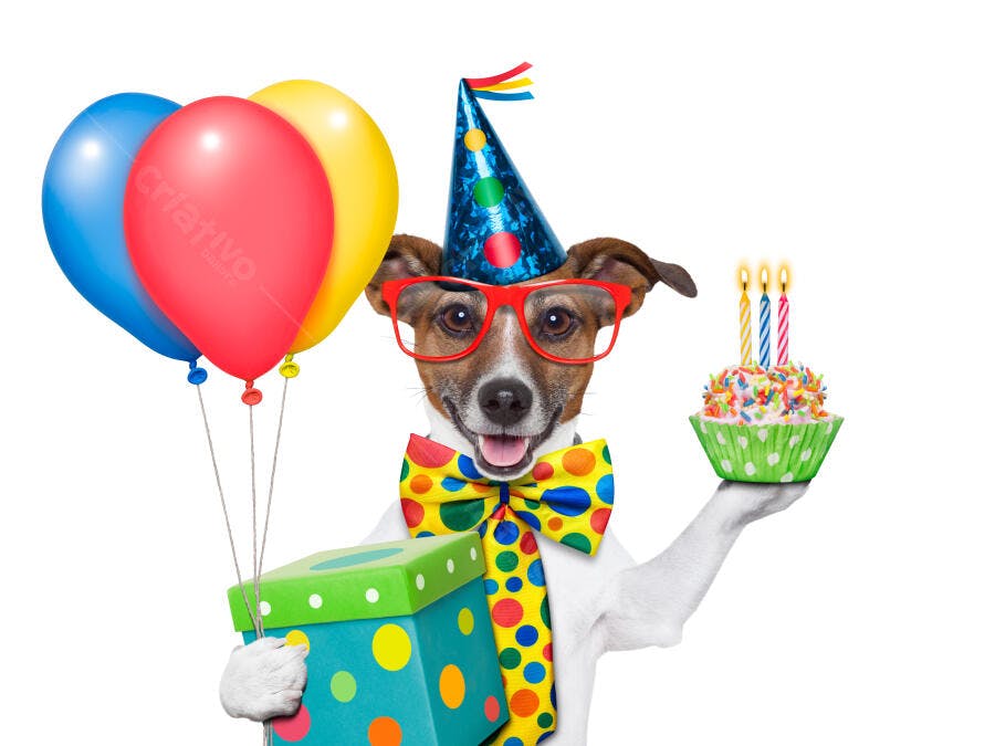 Cachorro de festa com bolo e balões