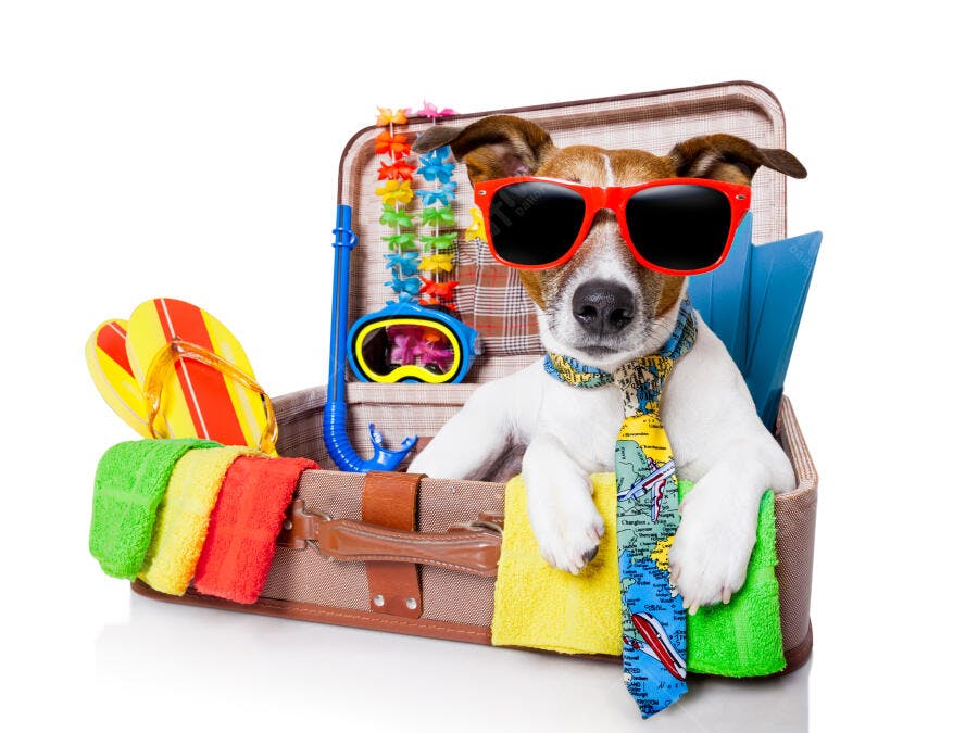 Cachorro Jack Russell em mala de viagem