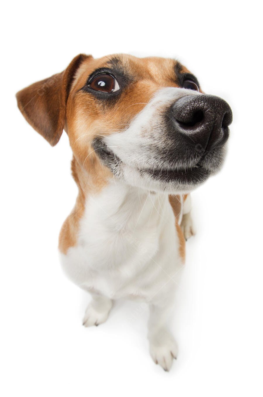Cachorro Jack Russell sorrindo fundo branco