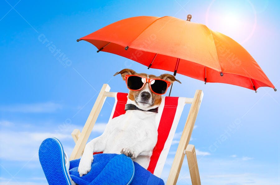 Cachorro relaxando na praia com óculos de sol
