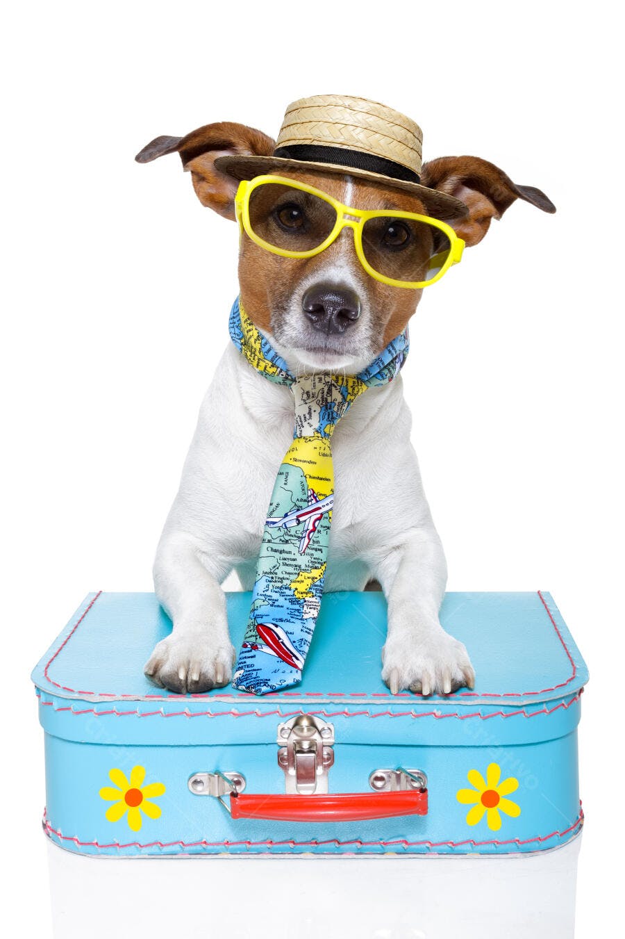 Cachorro estiloso pronto para viagem