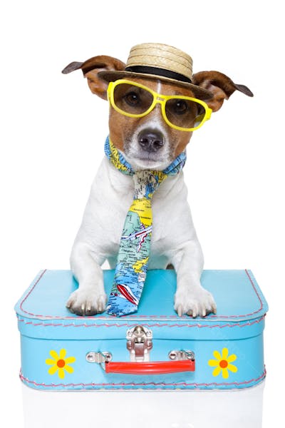 Cães Divertidos (2)