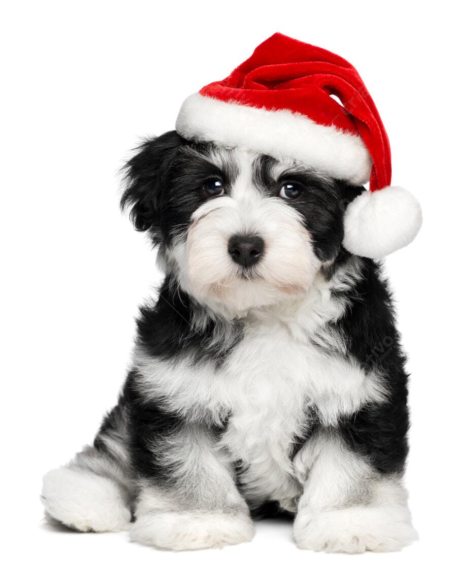 Cachorro com gorro natalino