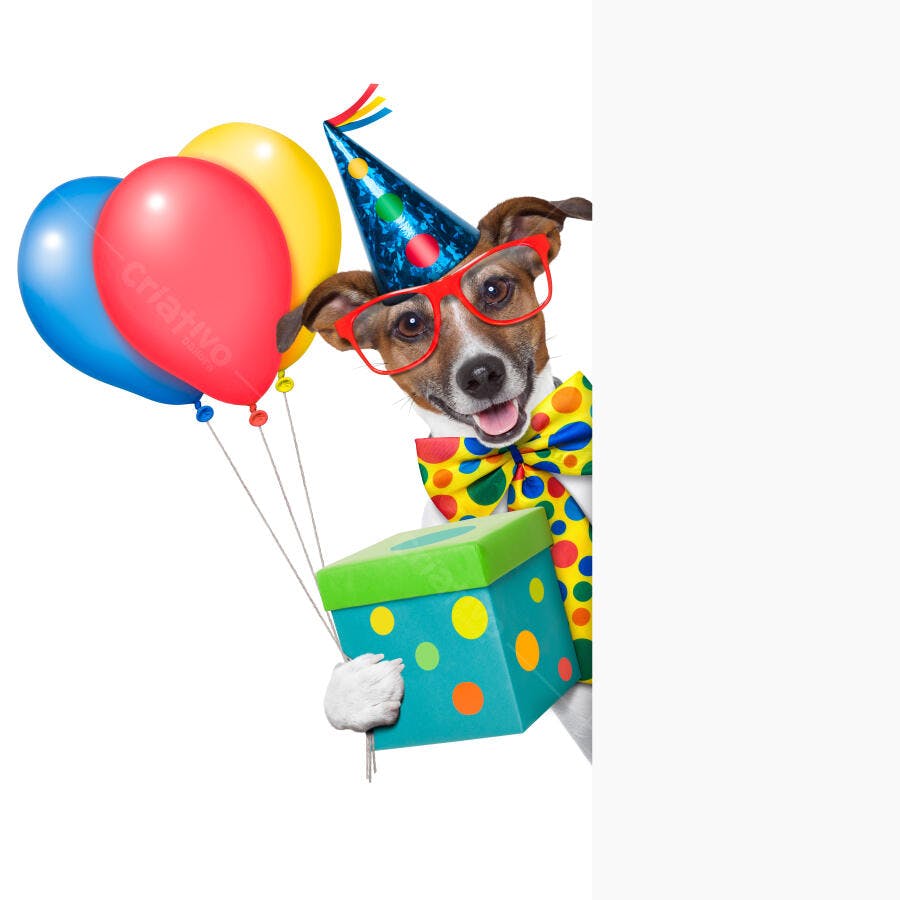Cachorro de festa com balões e presente