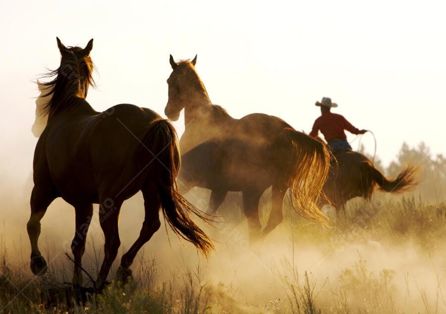 Cavalos correndo empoeirados ao entardecer