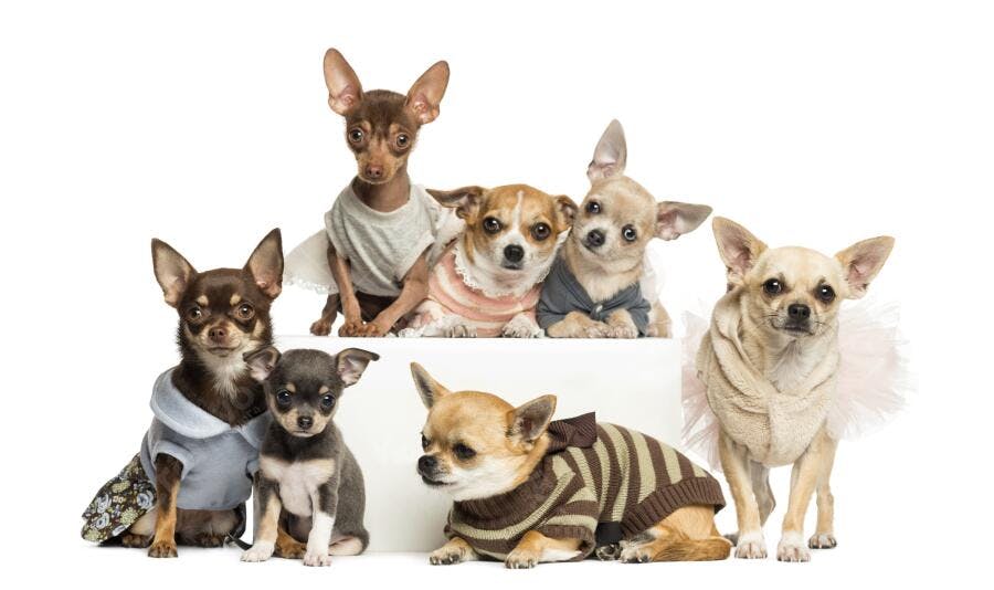 Chihuahuas fofos em roupas vestindo suéter