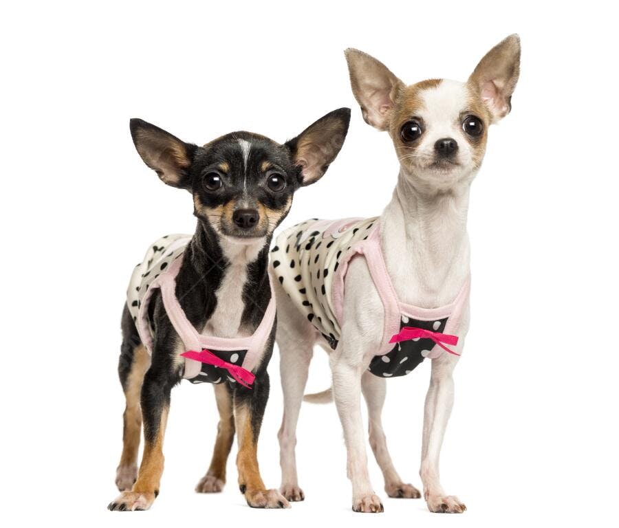 Dois Chihuahuas usando vestidinhos
