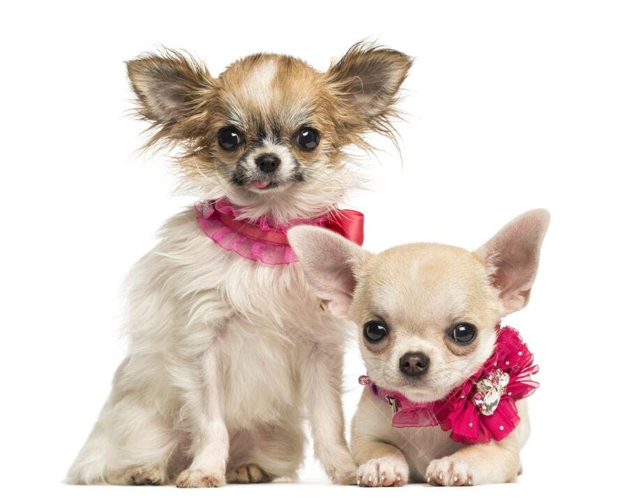 Dois Chihuahuas com laços rosa