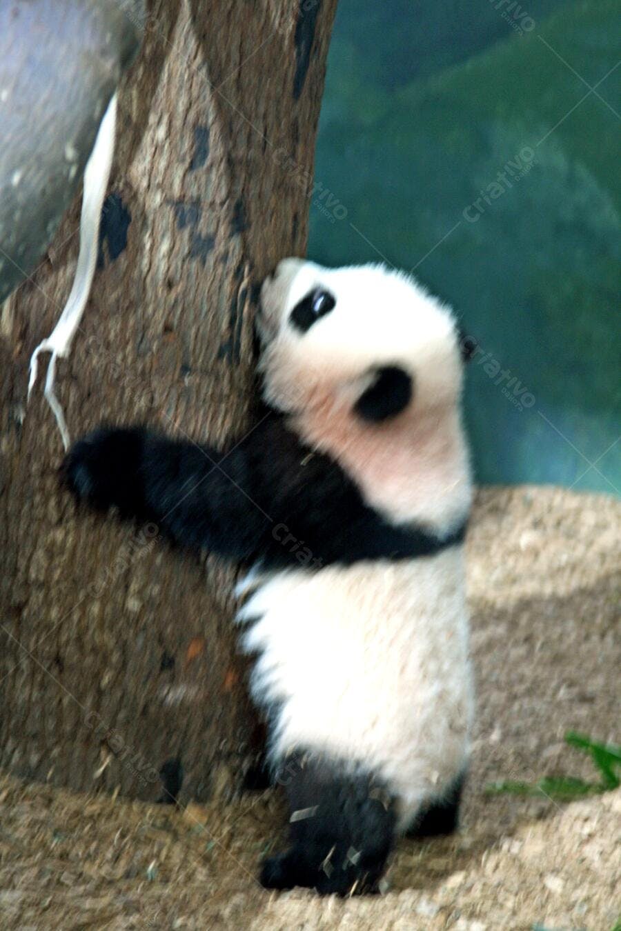 Bebê Panda abraçando árvore no zoológico
