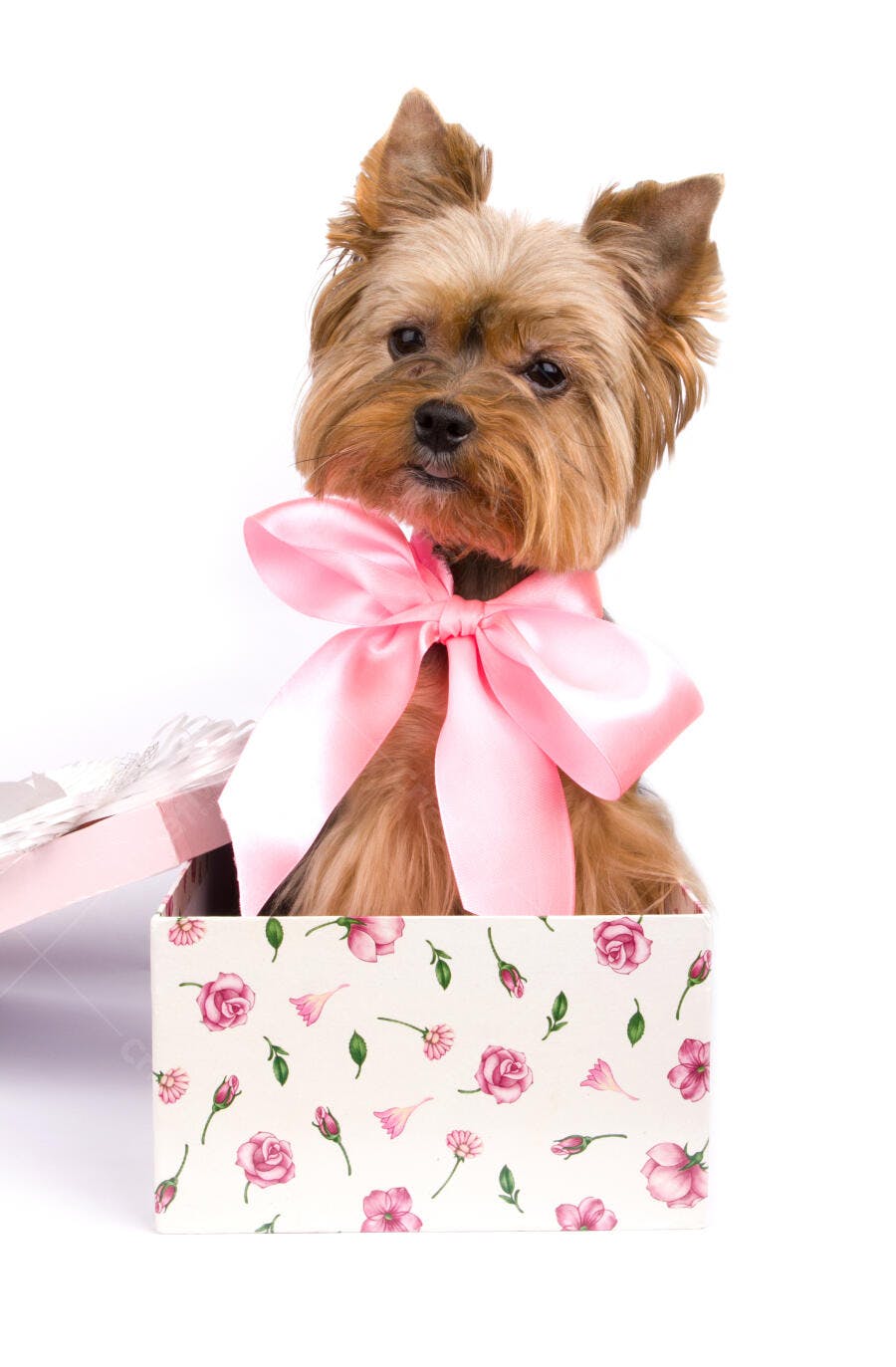 Yorkshire Terrier em caixa com laço rosa